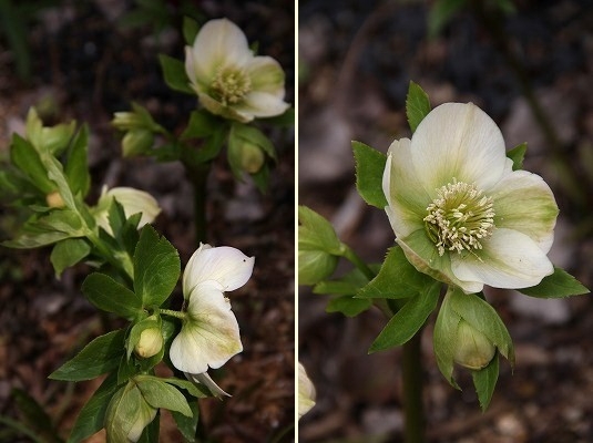 嬉しい早春の到来♪　ハナミズキ花壇と北側花壇_a0123003_22583515.jpg