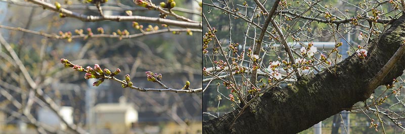 さくら咲く 3月16日(土)3700_b0069507_10211589.jpg