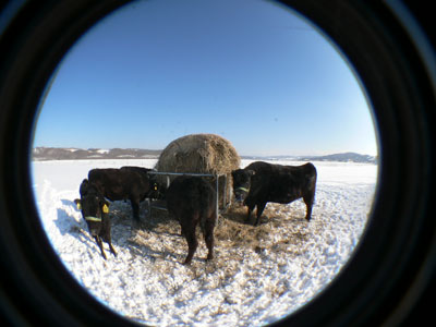 吹き溜まりの除雪と薪割りと牛のお世話。_b0156608_2162857.jpg