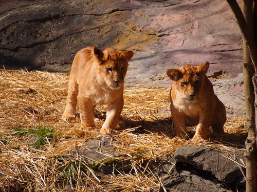 東山動植物園♪_e0305508_20251450.jpg