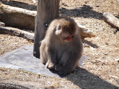 東山動植物園♪_e0305508_20293077.jpg