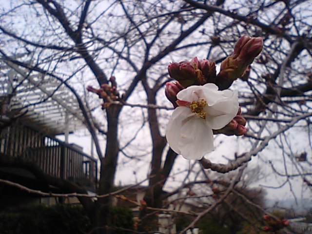 ソメイヨシノ桜と山桜・・・新居浜の桜情報（2013・3・17）_f0231709_22452846.jpg