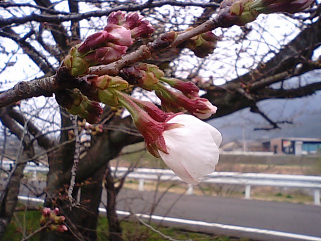 ソメイヨシノ桜と山桜・・・新居浜の桜情報（2013・3・17）_f0231709_22461867.jpg