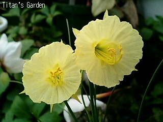 Narcissus romieuxii subsp. albidus var. zaianicus Narcissus romieuxii subsp. albidus var. zaianicus