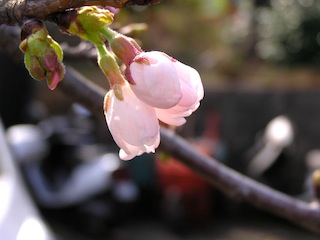 c0248013_22962.jpg