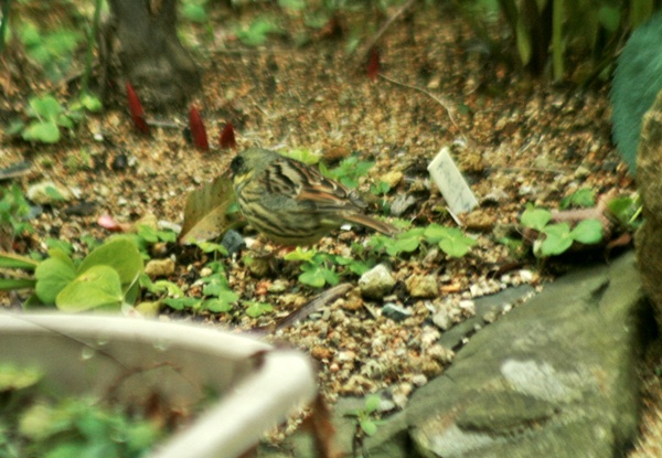 d0025414_23194141.jpg