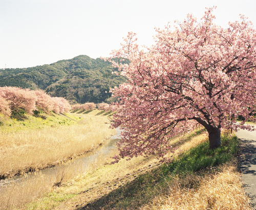 早咲きの桜_b0212922_1756297.jpg