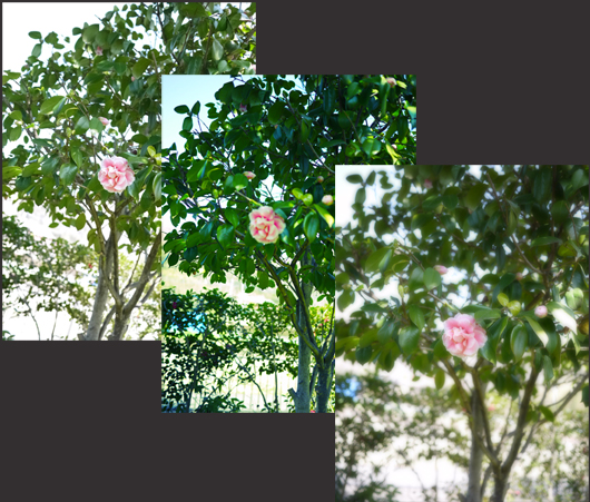 d0260823_8125579.jpg