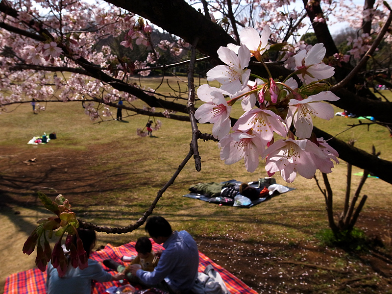 ２０１３年３月中旬　多摩丘陵花散歩（LEDライトで花と遊ぶ）_d0054625_2113518.jpg