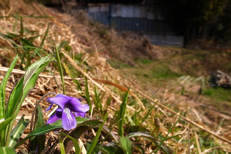 ２０１３年３月中旬　多摩丘陵花散歩（LEDライトで花と遊ぶ）_d0054625_21204415.jpg