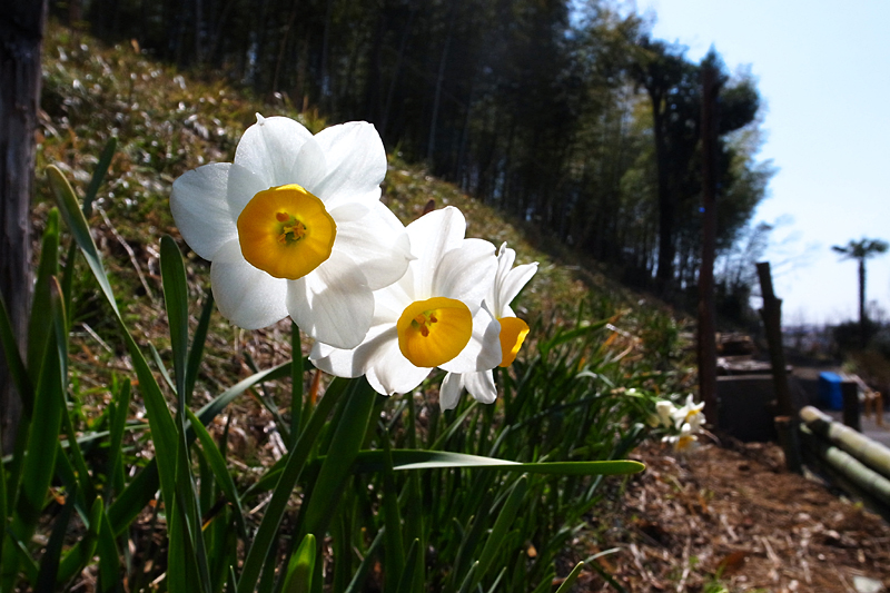 ２０１３年３月中旬　多摩丘陵花散歩（LEDライトで花と遊ぶ）_d0054625_21224137.jpg