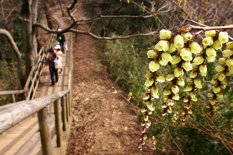 ２０１３年３月中旬　多摩丘陵花散歩（LEDライトで花と遊ぶ）_d0054625_21261310.jpg