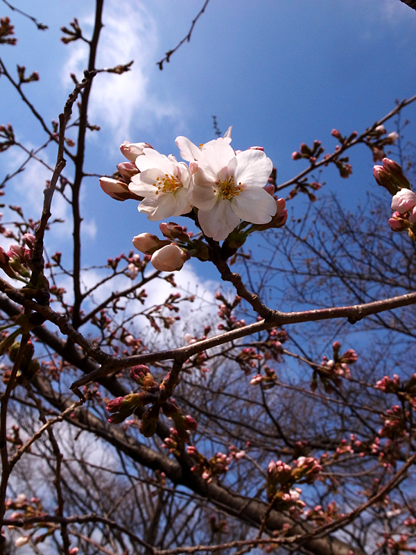 ２０１３年３月中旬　多摩丘陵花散歩（LEDライトで花と遊ぶ）_d0054625_2134198.jpg