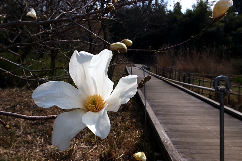 ２０１３年３月中旬　多摩丘陵花散歩（LEDライトで花と遊ぶ）_d0054625_21344820.jpg