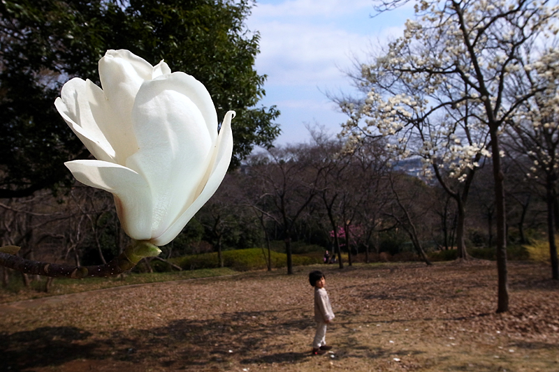 ２０１３年３月中旬　多摩丘陵花散歩（LEDライトで花と遊ぶ）_d0054625_21374581.jpg