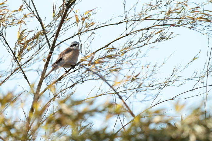 今更…【セアカモズ？】_b0113228_19155070.jpg