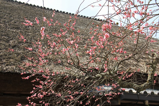 a0045932_114718.jpg