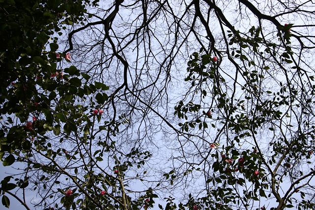 a0045932_9575291.jpg