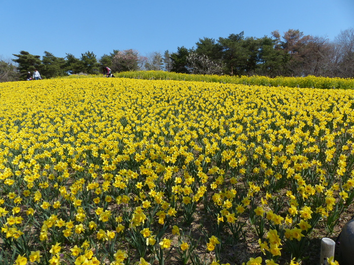 春を見つけた_f0032335_1630364.jpg