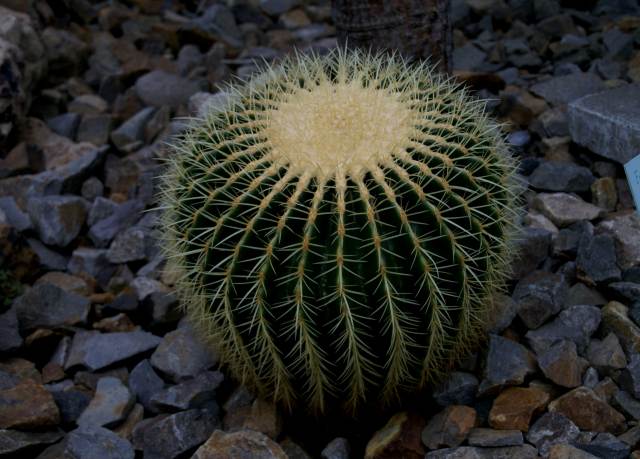 北大植物園：温室　　＜最終＞_f0119643_983928.jpg