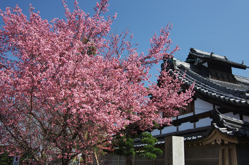 長徳寺・おかめ桜_f0155048_10183540.jpg