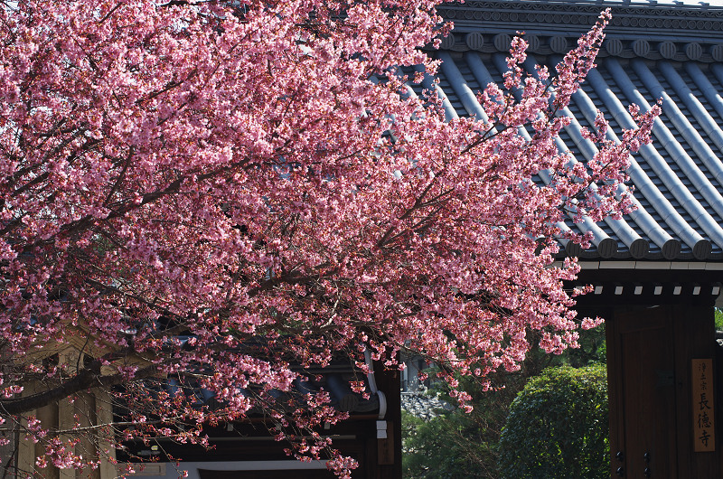長徳寺・おかめ桜_f0155048_1019188.jpg