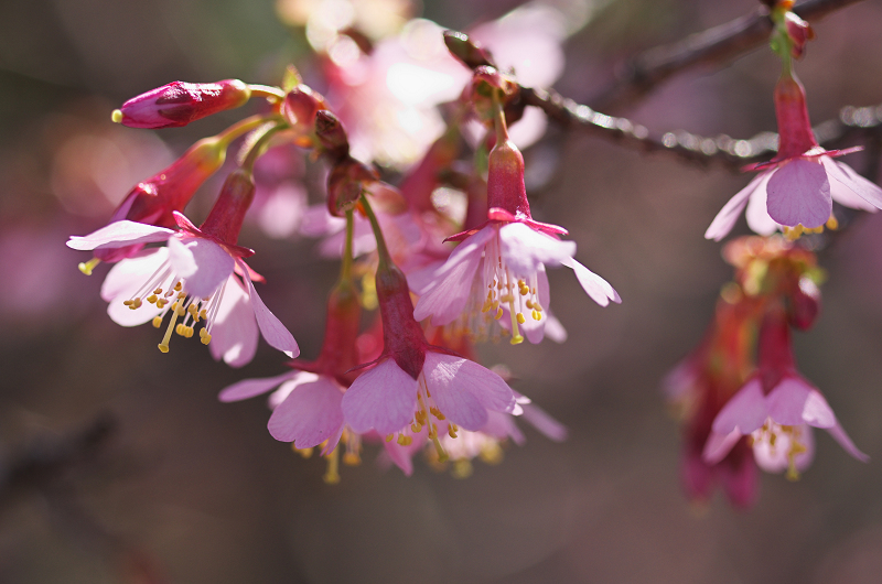 長徳寺・おかめ桜_f0155048_10194646.jpg