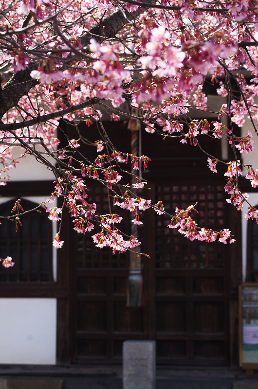 長徳寺・おかめ桜_f0155048_10195569.jpg