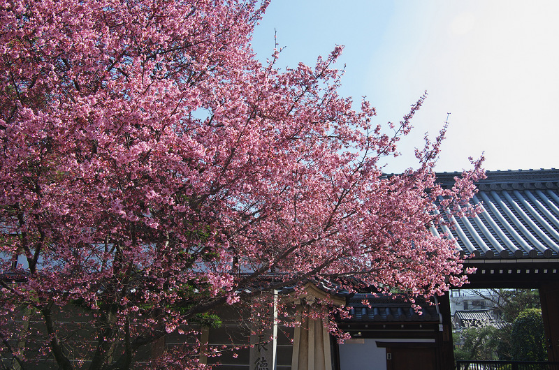 長徳寺・おかめ桜_f0155048_10204954.jpg