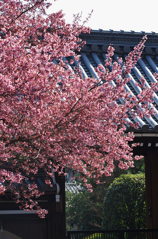 長徳寺・おかめ桜_f0155048_10205535.jpg