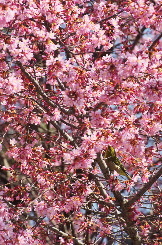 長徳寺・おかめ桜_f0155048_10211615.jpg