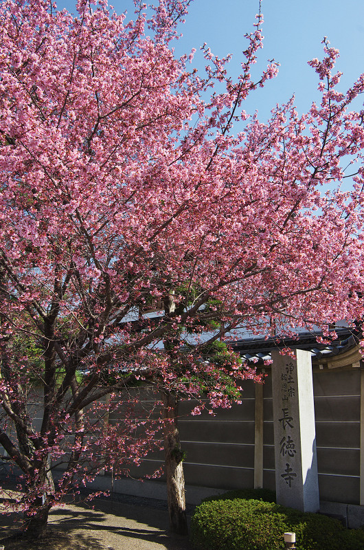 長徳寺・おかめ桜_f0155048_10214149.jpg