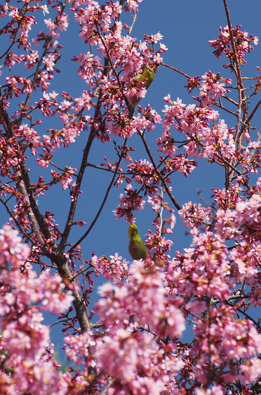 長徳寺・おかめ桜_f0155048_1021691.jpg