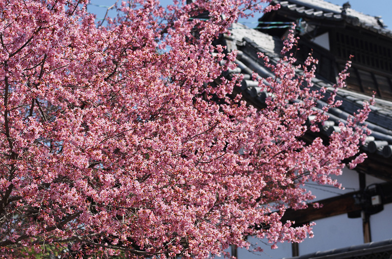 長徳寺・おかめ桜_f0155048_10221561.jpg