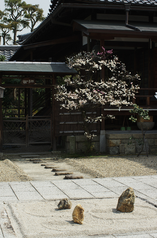 春爛漫・法住寺と三十三間堂の花々_f0155048_12253285.jpg