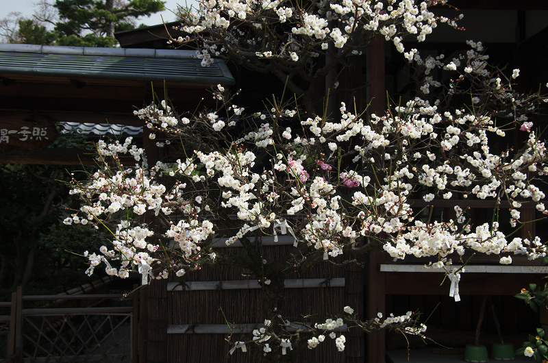 春爛漫・法住寺と三十三間堂の花々_f0155048_12254265.jpg