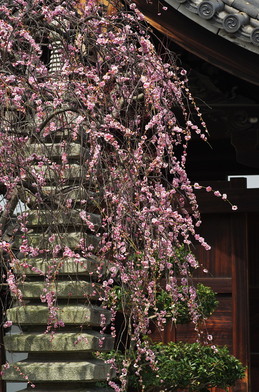 春爛漫・法住寺と三十三間堂の花々_f0155048_1226277.jpg