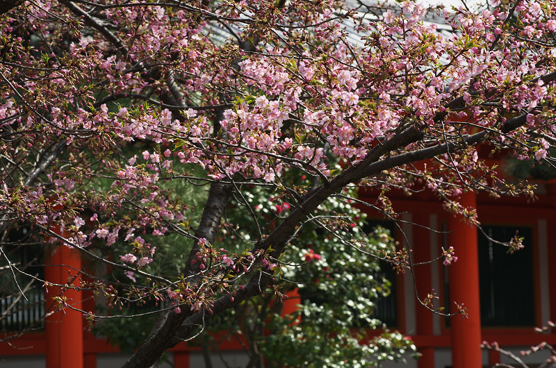 春爛漫・法住寺と三十三間堂の花々_f0155048_12273388.jpg