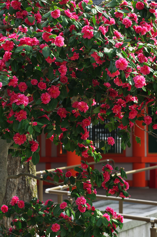 春爛漫・法住寺と三十三間堂の花々_f0155048_12273674.jpg