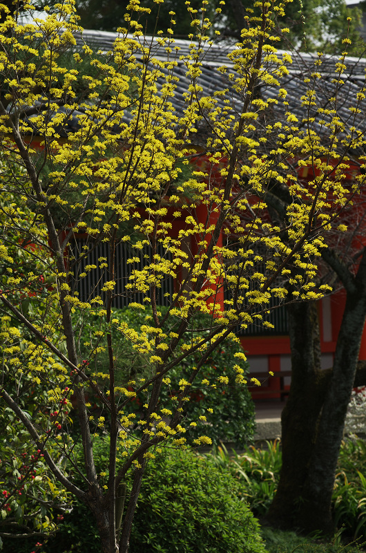 春爛漫・法住寺と三十三間堂の花々_f0155048_12274649.jpg