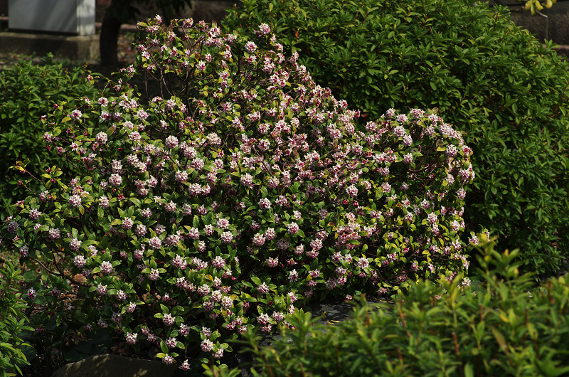 春爛漫・法住寺と三十三間堂の花々_f0155048_12274890.jpg