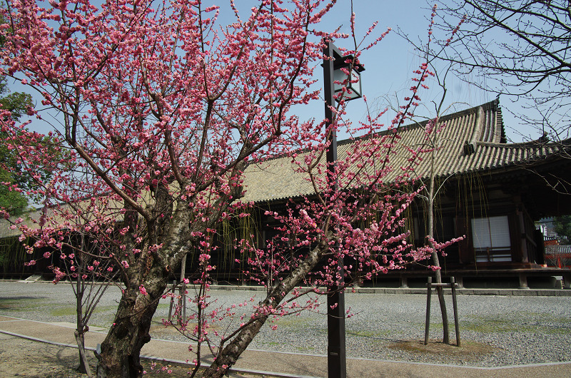 春爛漫・法住寺と三十三間堂の花々_f0155048_12284353.jpg