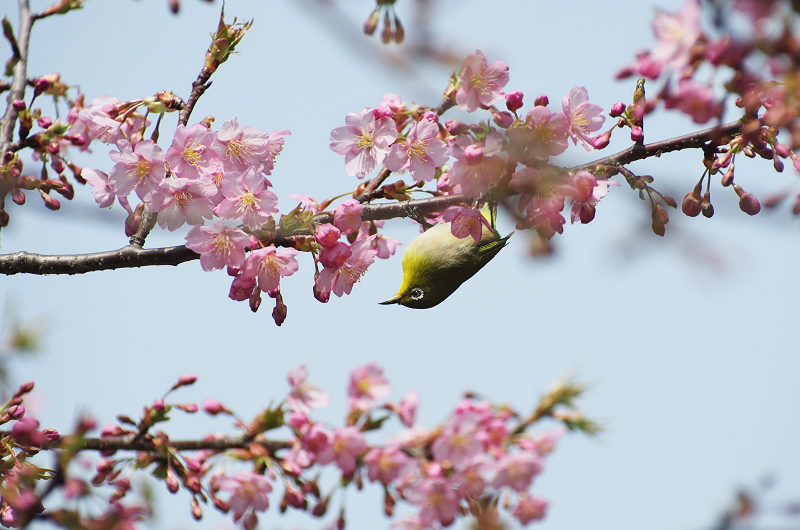 春爛漫・法住寺と三十三間堂の花々_f0155048_12292566.jpg