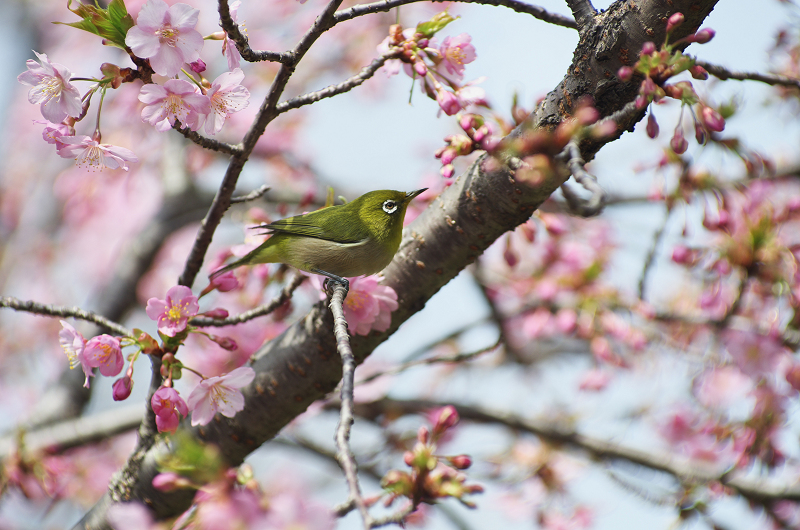 春爛漫・法住寺と三十三間堂の花々_f0155048_12293018.jpg