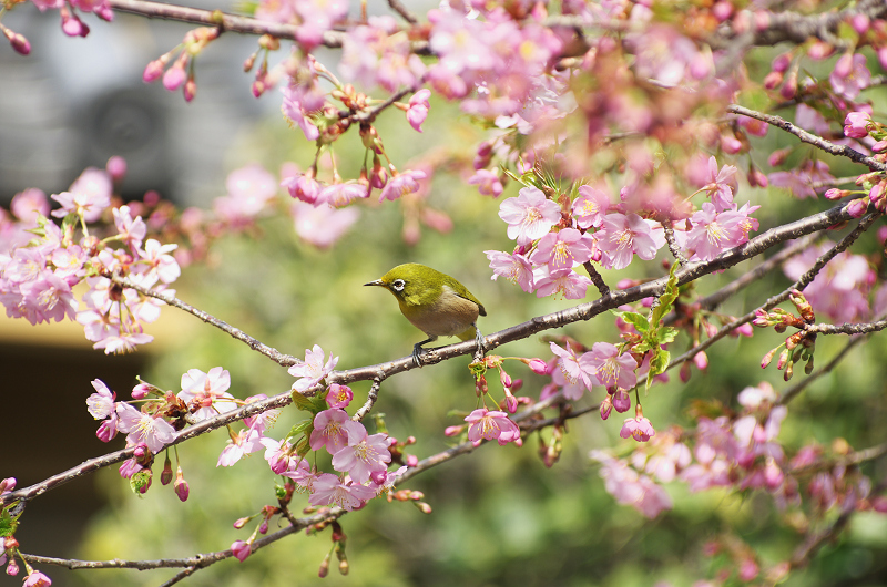 春爛漫・法住寺と三十三間堂の花々_f0155048_1229477.jpg