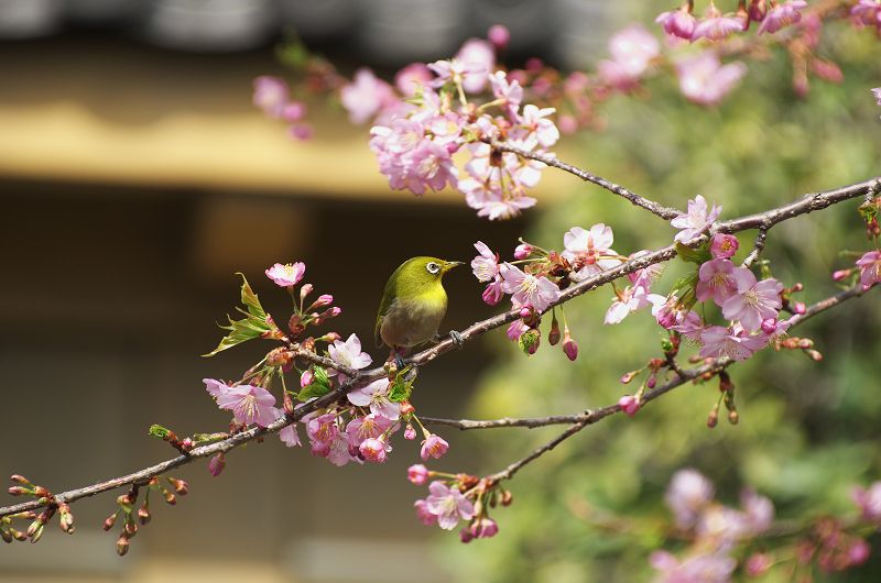 春爛漫・法住寺と三十三間堂の花々_f0155048_1230576.jpg