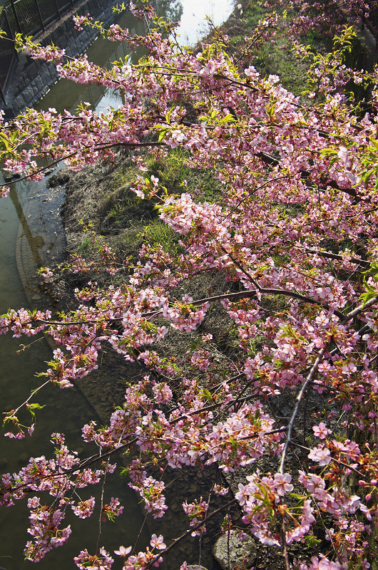 淀水路の河津桜_f0155048_1619293.jpg
