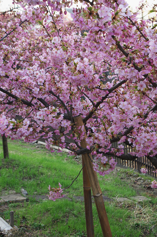 淀水路の河津桜_f0155048_16193781.jpg