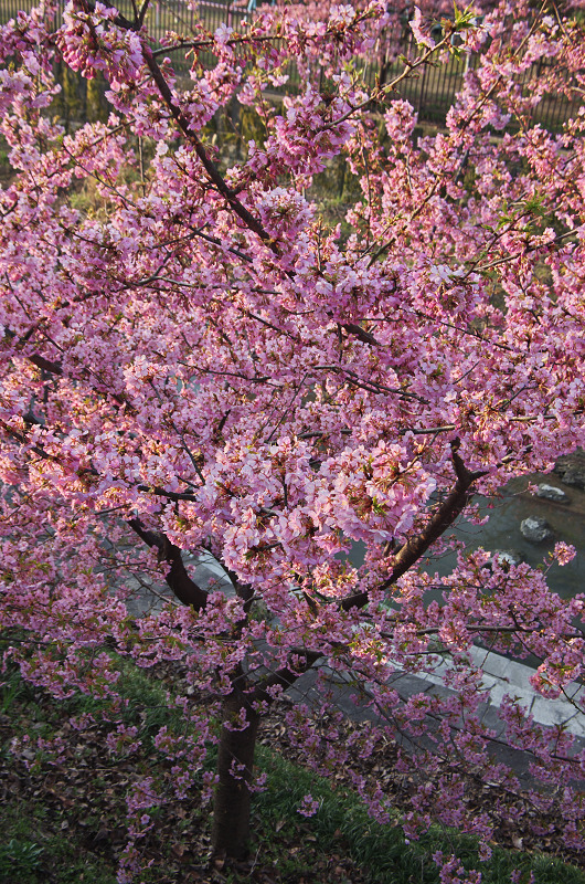 淀水路の河津桜_f0155048_16195066.jpg