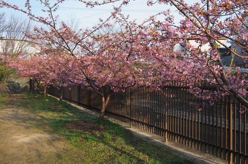 淀水路の河津桜_f0155048_16195257.jpg